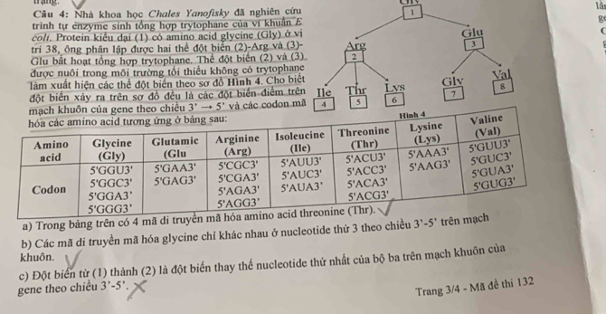 trạng
là
Câu 4: Nhà khoa học Chales Yanofisky đã nghiên cứ
trinh tự enzyme sinh tổng hợp trytophane của vi khuẩn g
coli. Protein kiểu dại (1) có amino acid glycine (Gly) ở v(
trí 38, ông phân lập được hai thể đột biển (2)-Arg và (3
Glu bất hoạt tổng hợp trytophane. Thể đột biển (2) và (
được nuôi trong môi trường tối thiểu không có trytophan
làm xuất hiện các thể đột biến theo sơ đồ Hình 4. Cho bi
đột biển xảy ra trên sơ đồ đều là các đột biển điểm tr
gene theo chiều 3'to 5' và các codon m
a) Trong bảng trên có 4 mã di tr
b) Các mã di truyền mã hóa glycine chỉ khác nhau ở nucleotide thứ 3 theo chiều 3'-5' trên 
khuôn.
c) Đột biến từ (1) thành (2) là đột biến thay thế nucleotide thứ nhất của bộ ba trên mạch khuôn của
gene theo chiều 3'-5'.
Trang 3/4 - Mã đề thi 132