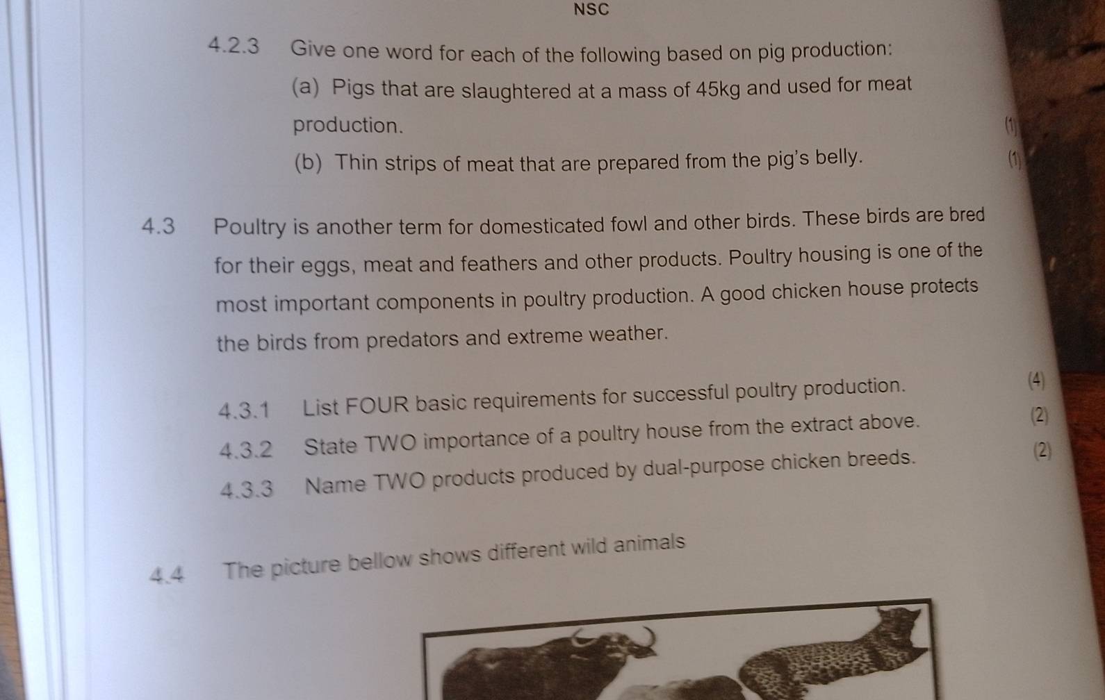 NSC 
4.2.3 Give one word for each of the following based on pig production: 
(a) Pigs that are slaughtered at a mass of 45kg and used for meat 
production. 
(b) Thin strips of meat that are prepared from the pig's belly. 
4.3 Poultry is another term for domesticated fowl and other birds. These birds are bred 
for their eggs, meat and feathers and other products. Poultry housing is one of the 
most important components in poultry production. A good chicken house protects 
the birds from predators and extreme weather. 
4.3.1 List FOUR basic requirements for successful poultry production. 
(4) 
4.3.2 State TWO importance of a poultry house from the extract above. 
(2) 
4.3.3 Name TWO products produced by dual-purpose chicken breeds. 
(2) 
4.4 The picture bellow shows different wild animals