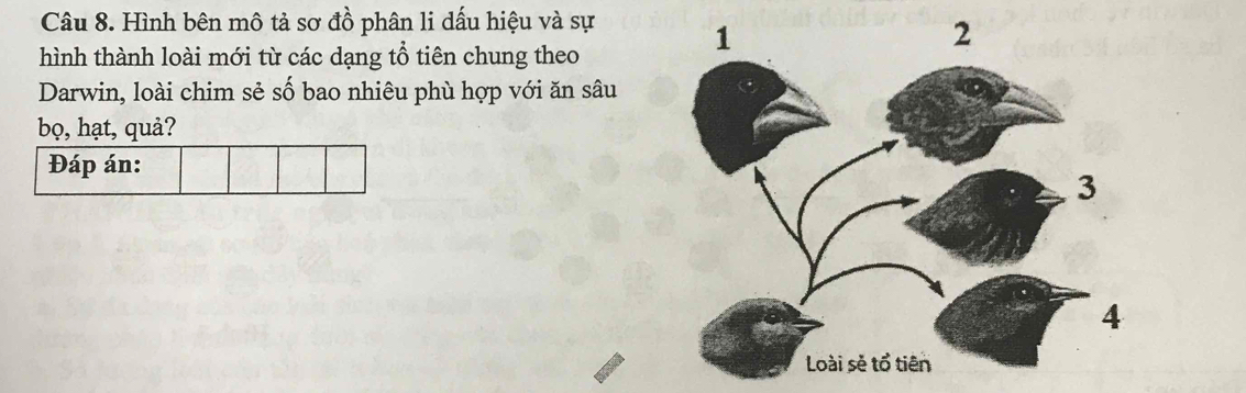 Hình bên mô tả sơ đồ phân li dấu hiệu và sự 
hình thành loài mới từ các dạng tổ tiên chung theo 
Darwin, loài chim sẻ số bao nhiêu phù hợp với ăn sâu 
bọ, hạt, quả? 
Đáp án: