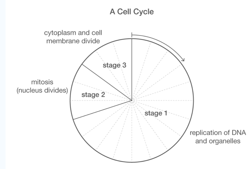 A Cell Cycle 
A