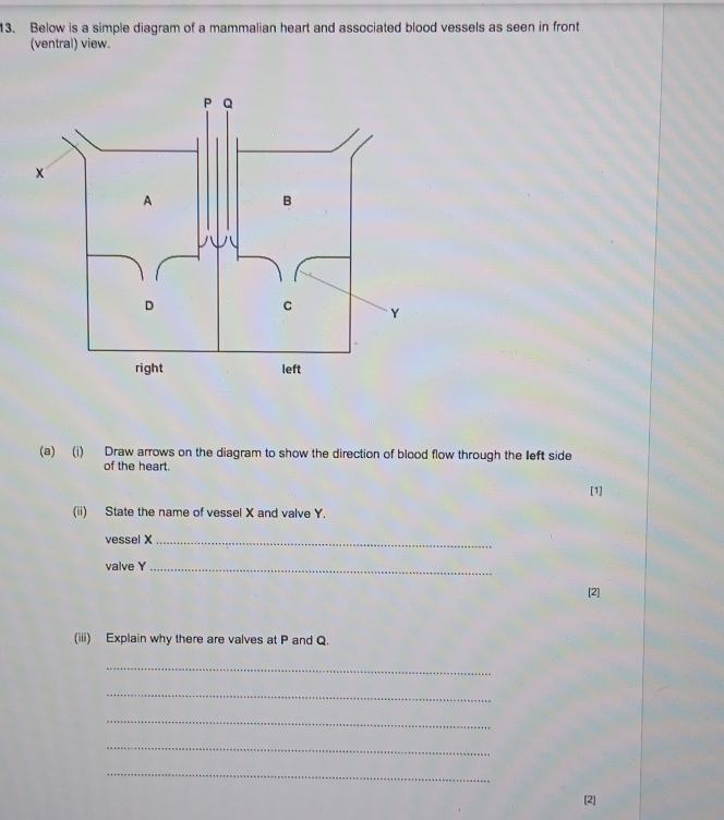 Solved: Below is a simple diagram of a mammalian heart and associated ...