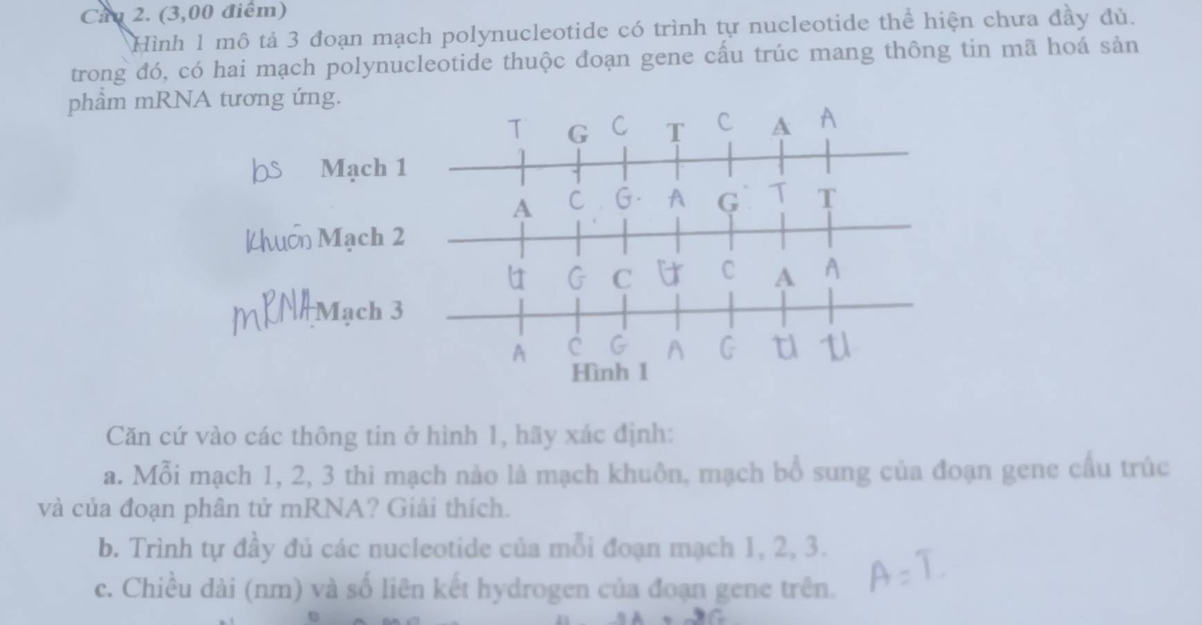 Cầu 2. (3,00 điểm) 
Hình 1 mô tả 3 đoạn mạch polynucleotide có trình tự nucleotide thể hiện chưa đầy đủ. 
trong đó, có hai mạch polynucleotide thuộc đoạn gene cấu trúc mang thông tin mã hoá sản 
phầm mRNA tương ứng. 
T G C T C A A 
Mạch 1
1 
A C G A G T 
Mạch 2
a 
C 
C A 
NA Mạch 3
A 
Hình 1 
Căn cứ vào các thông tin ở hình 1, hãy xác định: 
a. Mỗi mạch 1, 2, 3 thi mạch nào là mạch khuôn, mạch bổ sung của đoạn gene cầu trúc 
và của đoạn phân tử mRNA? Giải thích. 
b. Trình tự đầy đủ các nucleotide của mỗi đoạn mạch 1, 2, 3. 
c. Chiều dài (nm) và số liên kết hydrogen của đoạn gene trên.