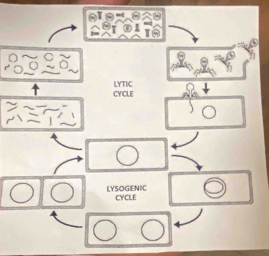 LYTIC
CYCLE
LYSOGENIC
CYCLE