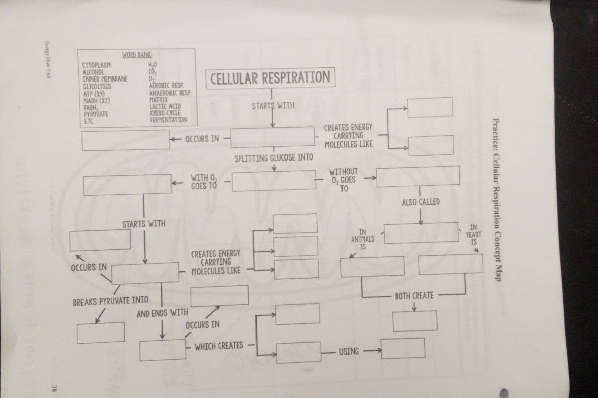 WORB BANK: 
; CYTOPLASM H;O 
ALCOHOL 
INNER MEMBRANE 
GLYCOLYSIS AEROBIC RESP. CELLULAR RESPIRATION 
ATP (X4) ANAEROBIC RESP 
NADH (X2) 
FADH STARTS WITH 
PYRUVATE 
ETC
110
CREATES ENERGY 
OCCURS IN CARRYING 
MOLECULES LIKE 
SPLITTING GLUCOSE INTO 
WITHOUT 
Coes 1C 
O, GOES 
TO 
ALSO CALLED 
STARTS WITH 
IN 
ANIMALS 
YEAST 
IS 
CREATES ENERGY 
OCCURS IN CARRYING 
MOLECULES LIKE 
BREAKS PYRUVATE INTO BOTH CREATE 
AND ENDS WITH 
OCCURS IN 
WHICH CREATES 
USING