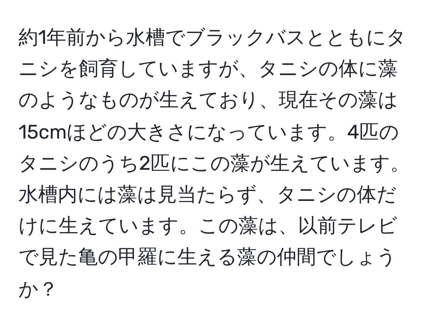 約1年前から水槽でブラックバスとともにタニシを飼育していますが、タニシの体に藻のようなものが生えており、現在その藻は15cmほどの大きさになっています。4匹のタニシのうち2匹にこの藻が生えています。水槽内には藻は見当たらず、タニシの体だけに生えています。この藻は、以前テレビで見た亀の甲羅に生える藻の仲間でしょうか？