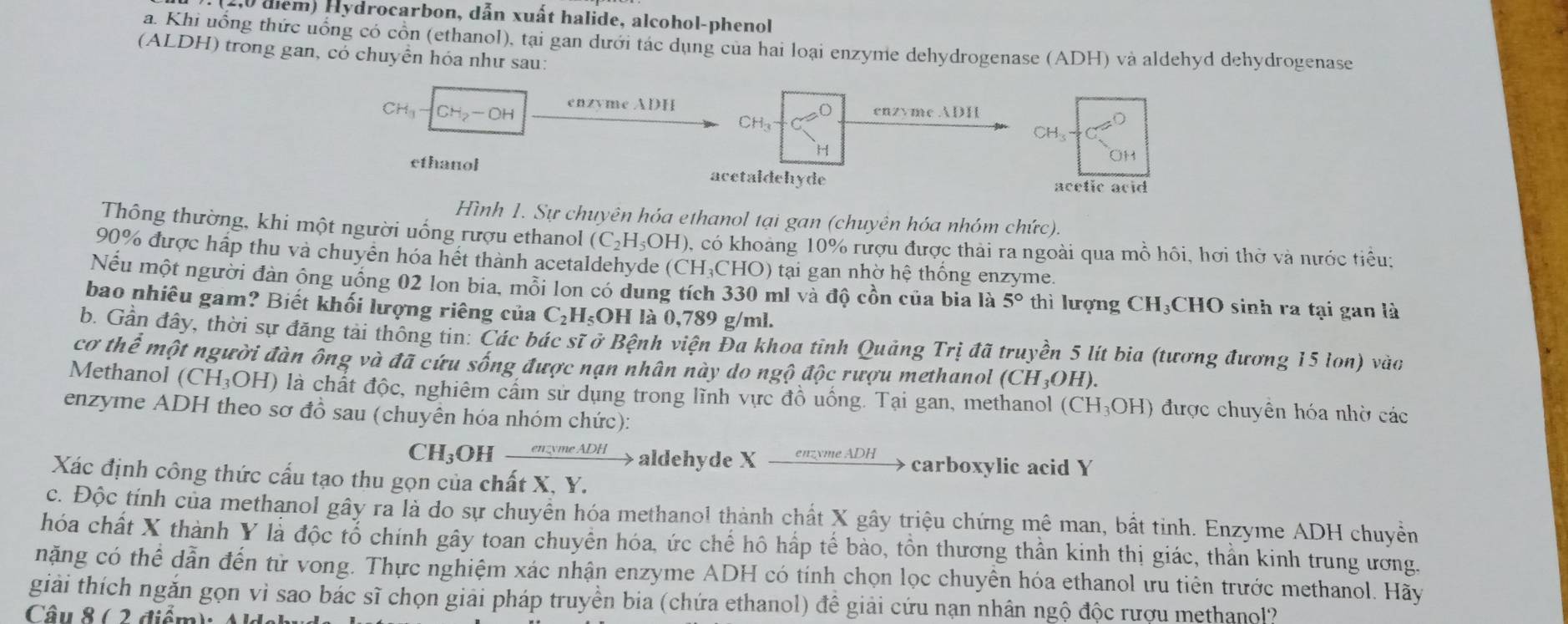 1,0 diểm) Hydrocarbon, dẫn xuất halide, alcohol-phenol
a. Khi uồng thức uống có cổn (ethanol), tại gan dưới tác dụng của hai loại enzyme dehydrogenase (ADH) và aldehyd dehydrogenase
(ALDH) trong gan, có chuyền hóa như sau:
CH_3 CH_2-OH enz vmeADH
en zyme ADH
CH_3
H
ethanol acetaldehyde
Hình 1. Sự chuyên hóa ethanol tại gan (chuyên hóa nhóm chức).
Thông thường, khi một người uống rượu ethanol (C_2H_5OH) , có khoảng 10% rượu được thải ra ngoài qua mồ hôi, hơi thờ và nước tiểu;
90% được hấp thu và chuyển hóa hết thành acetaldehyde (CH₃CHO) tại gan nhờ hệ thống enzyme.
Nếu một người đàn ộng uống 02 lon bia, mỗi lon có dung tích 330 ml và độ cồn của bia là 5° thì lượng CH₃CHO sinh ra tại gan là
bao nhiêu gam? Biết khối lượng riêng của C_2H_5OH I là 0,789 g/ml.
b. Gần đây, thời sự đăng tải thông tin: Các bác sĩ ở Bệnh viện Đa khoa tỉnh Quảng Trị đã truyền 5 lít bia (tương đương 15 lon) vào
cothe một người đàn ông và đã cứu sống được nạn nhân này do ngộ độc rượu methanol (CH_3OH).
Methanol (CH_3OH) là chất độc, nghiêm cầm sử dụng trong lĩnh vực đồ uồng. Tại gan, methanol (CH_3OH) được chuyên hóa nhờ các
enzyme ADH theo sơ đồ sau (chuyên hóa nhóm chức):
CH_3OHxrightarrow en_4meADH aldehyde X xrightarrow enzvmeADH carboxylic acid Y
Xác định công thức cấu tạo thu gọn của chất X, Y.
c. Độc tính của methanol gây ra là do sự chuyển hóa methanol thành chất X gây triệu chứng mê man, bất tinh. Enzyme ADH chuyển
hóa chất X thành Y là độc tổ chính gây toan chuyển hóa, ức chế hô hấp tế bào, tồn thương thần kinh thị giác, thần kinh trung ương.
nặng có thể dẫn đến từ vong. Thực nghiệm xác nhận enzyme ADH có tính chọn lọc chuyên hóa ethanol ưu tiên trước methanol. Hãy
giải thích ngăn gọn vì sao bác sĩ chọn giải pháp truyền bia (chứa ethanol) đề giải cứu nạn nhân ngộ độc rượu methanol?
Câu 8 ( 2 điểm):