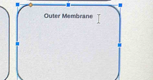 Outer Membrane