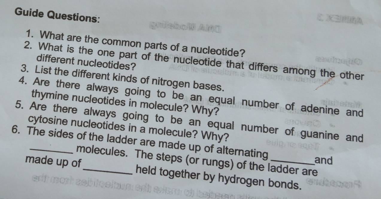 Guide Questions: 
1. What are the common parts of a nucleotide? 
2. What is the one part of the nucleotide that differs among the other 
different nucleotides? 
3. List the different kinds of nitrogen bases. 
4. Are there always going to be an equal number of adenine and 
thymine nucleotides in molecule? Why? 
5. Are there always going to be an equal number of guanine and 
cytosine nucleotides in a molecule? Why? 
6. The sides of the ladder are made up of alternating 
and 
molecules. The steps (or rungs) of the ladder are 
made up of_ held together by hydrogen bonds.