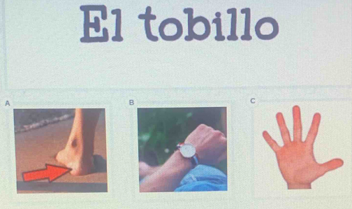 El tobillo
A
C