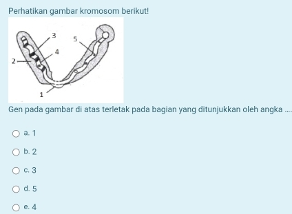 Perhatikan gambar kromosom berikut!
Gen pada gambar di atas terletak pada bagian yang ditunjukkan oleh angka ....
a. 1
b. 2
c. 3
d. 5
e. 4