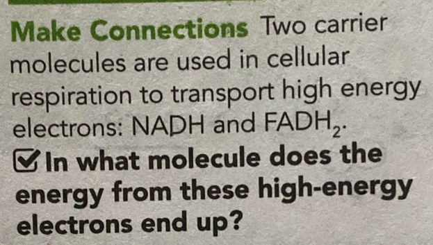 Make Connections Two carrier 
molecules are used in cellular 
respiration to transport high energy 
electrons: NADH and FADH_2. 
In what molecule does the 
energy from these high-energy 
electrons end up?