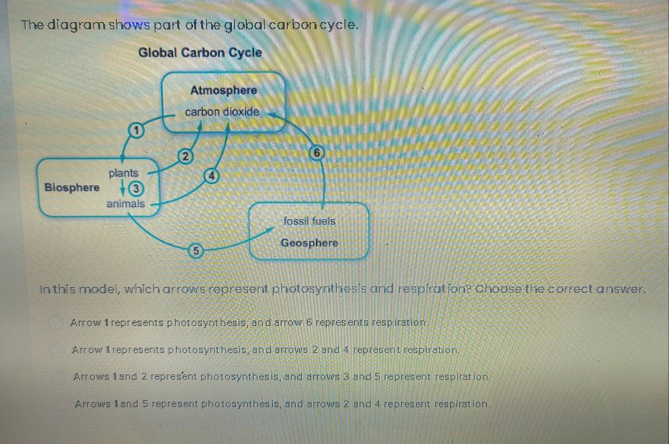 Solved: The diagram shows part of the global carbon cycle. In this ...