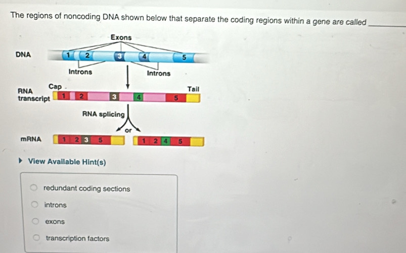 The regions of noncoding DNA shown below that separate the coding regions within a gene are called_
View Available Hint(s)
redundant coding sections
introns
exons
transcription factors