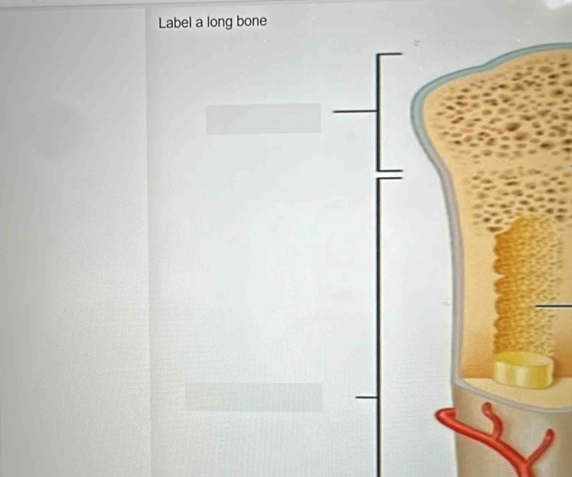 Label a long bone