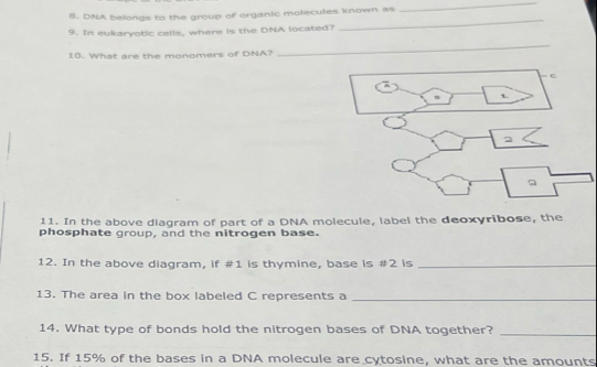 DNA belongs to the group of organic molecules known as 
_ 
9. In eukaryotic cells, where is the DNA located? 
_ 
10. What are the monomers of DNA? 
_ 
11. In the above diagram of part of a DNA molecule, label the deoxyribose, the 
phosphate group, and the nitrogen base. 
12. In the above diagram, if #1 is thymine, base is # 2 is_ 
13. The area in the box labeled C represents a_ 
14. What type of bonds hold the nitrogen bases of DNA together?_ 
15. If 15% of the bases in a DNA molecule are cytosine, what are the amounts