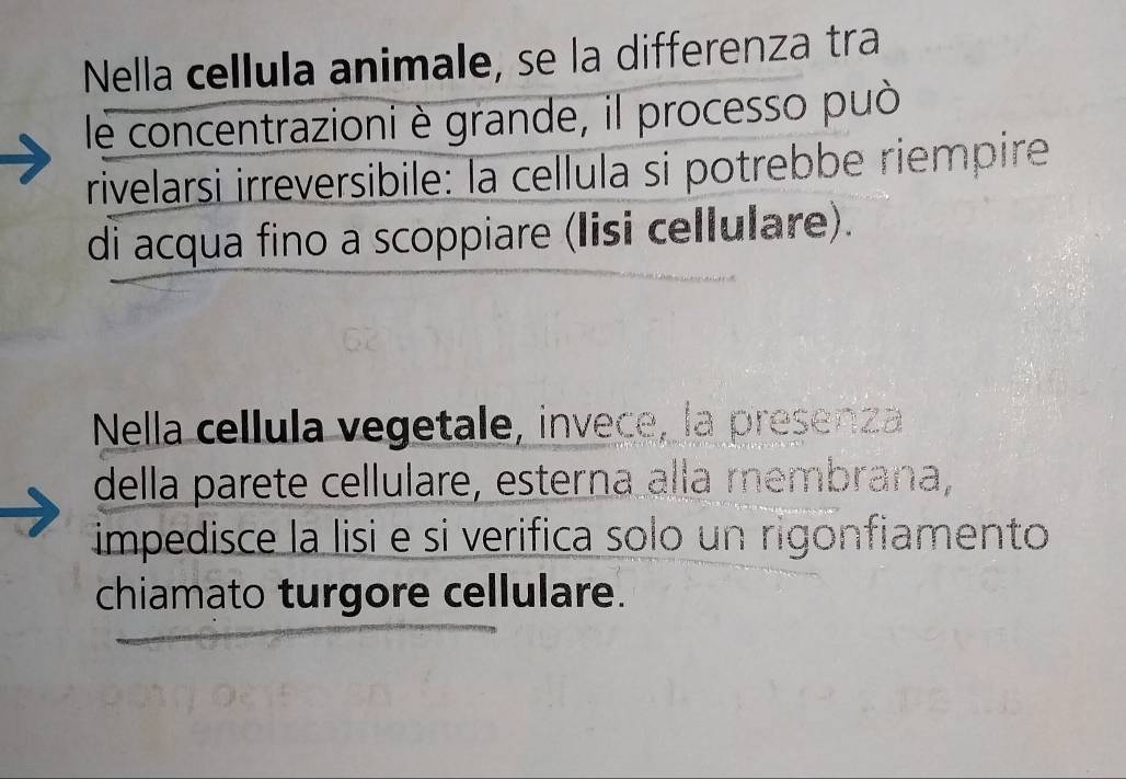 Nella cellula animale, se la differenza tra 
le concentrazioni è grande, il processo può 
rivelarsi irreversibile: la cellula si potrebbe riempire 
di acqua fino a scoppiare (lisi cellulare). 
Nella cellula vegetale, invece, la presenza 
della parete cellulare, esterna alla membrana, 
impedisce la lisi e si verifica solo un rigonfiamento 
chiamato turgore cellulare.