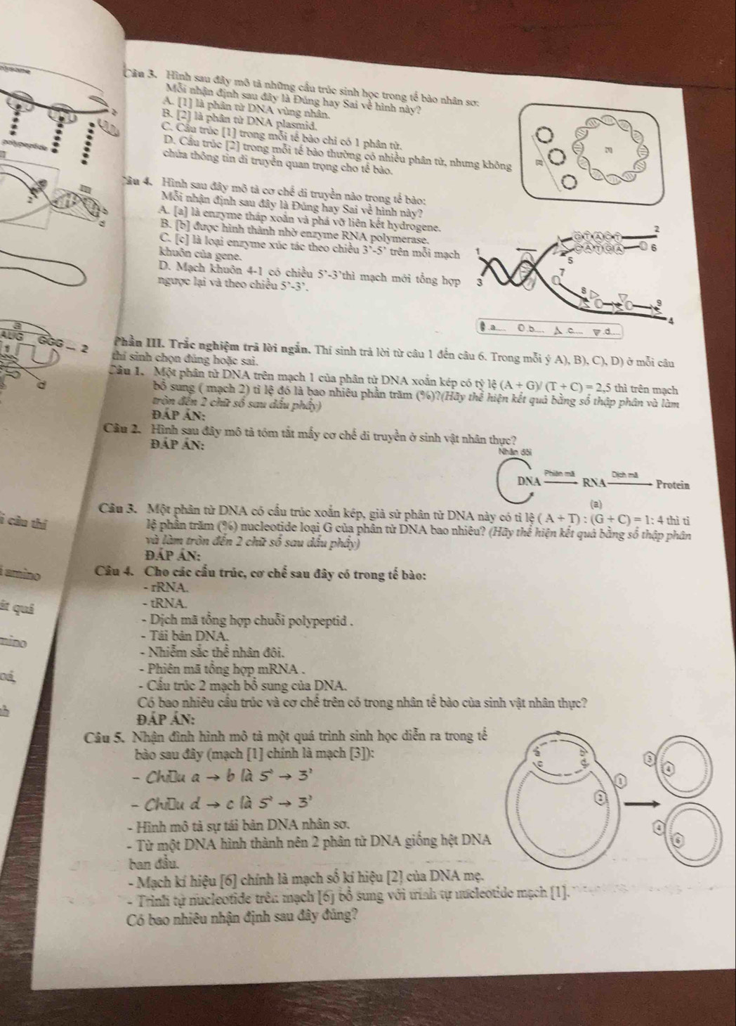 Hình sau đây mô tả những cầu trúc sinh học trong tế bào nhân sơ:
Mỗi nhận định sau đây là Đúng hay Sai về hình này?
A. [1] là phân tử DNA vùng nhân.
B. [2] là phân từ DNA plasmid.
C. Cầu trúc [1] trong mỗi tế bào chỉ có 1 phân tử.
D. Cầu trúc [2] trong mỗi tế bảo thường có nhiều phân tử, nhưng không
chứa thông tin di truyền quan trọng cho tế bào.
Câu 4. Hình sau đây mô tả cơ chế di truyền nào trong tế bào:
Mỗi nhận định sau đây là Đúng hay Sai về hình này?
A. [a] là enzyme tháp xoắn và phá vỡ liên kết hydrogene.
: B. [b] được hình thành nhờ enzyme RNA polymerase.
C. [c] là loại enzyme xúc tác theo chiều 3'-5' trên mỗi mạc
khuôn của gene.
D. Mạch khuôn 4-1 có chiều 5'-3'thì mạch mới tổng hợ
ngưọc lại và theo chiều 5'-3'
a - 2
Phần III. Trắc nghiệm trã lời ngắn. Thí sinh trả lời từ câu 1 đến câu 6. Trong mỗi ý A), B). C),D) )ở mỗi câu
thí sinh chọn đúng hoặc sai.
Câu 1.  Một phân tử DNA trên mạch 1 của phân từ DNA xoắn kép có tỷ (A+G)/(T+C)=2,5 thì trên mạch
bố sung ( mạch 2) tỉ lệ đó là bao nhiêu phần trăm (%)?(Hãy thể hiện kết quả bằng số thập phân và làm
tròn đến 2 chữ số sau dầu phây)
đÁP ản:
Cầu 2. Hình sau đây mô tả tóm tắt mấy cơ chế di truyền ở sinh vật nhân thực?
ĐÁP ÁN: Nhân đội
DNA RNA Protein
(a)
Câu 3. Một phân tử DNA có cầu trúc xoắn kép, giả sử phân tử DNA này có tỉ lg (A+T):(G+C)=1:4 thì ti
i cầu thí
lệ phần trăm (%) nucleotide loại G của phân tử DNA bao nhiêu? (Hãy thể hiện kết quả bằng số thập phân
và làm tròn đến 2 chữ số sau dầu phây)
ĐÁP ÁN:
í amino Câu 4. Cho các cấu trúc, cơ chế sau đây có trong tế bào:
- rRNA.
it quả
- tRNA.
- Dịch mã tổng hợp chuỗi polypeptid .
- Tái bản DNA.
nino
- Nhiễm sắc thể nhân đôi.
- Phiên mã tổng hợp mRNA .
oá,
- Cầu trúc 2 mạch bổ sung của DNA.
Có bao nhiêu cầu trúc và cơ chế trên có trong nhân tế bào của sinh vật nhân thực?
ĐÁp Án:
Câu 5. Nhận đình hình mô tả một quá trình sinh học diễn ra trong tế
bào sau đây (mạch [1] chính là mạch [3]):
- Chiều a 1to b là 5^3to 3^2
- Chiều d → c là 5^2to 3^2
- Hình mô tả sự tái bản DNA nhân sơ.
- Từ một DNA hình thành nên 2 phân tử DNA giống hệt DNA
ban đầu.
- Mạch kí hiệu [6] chính là mạch số kí hiệu [2] của DNA mẹ.
- Trinh tự nucleotide trên mạch [6) bổ sung với tính tự nucleotide mạch (1].
Có bao nhiêu nhận định sau đây đúng?