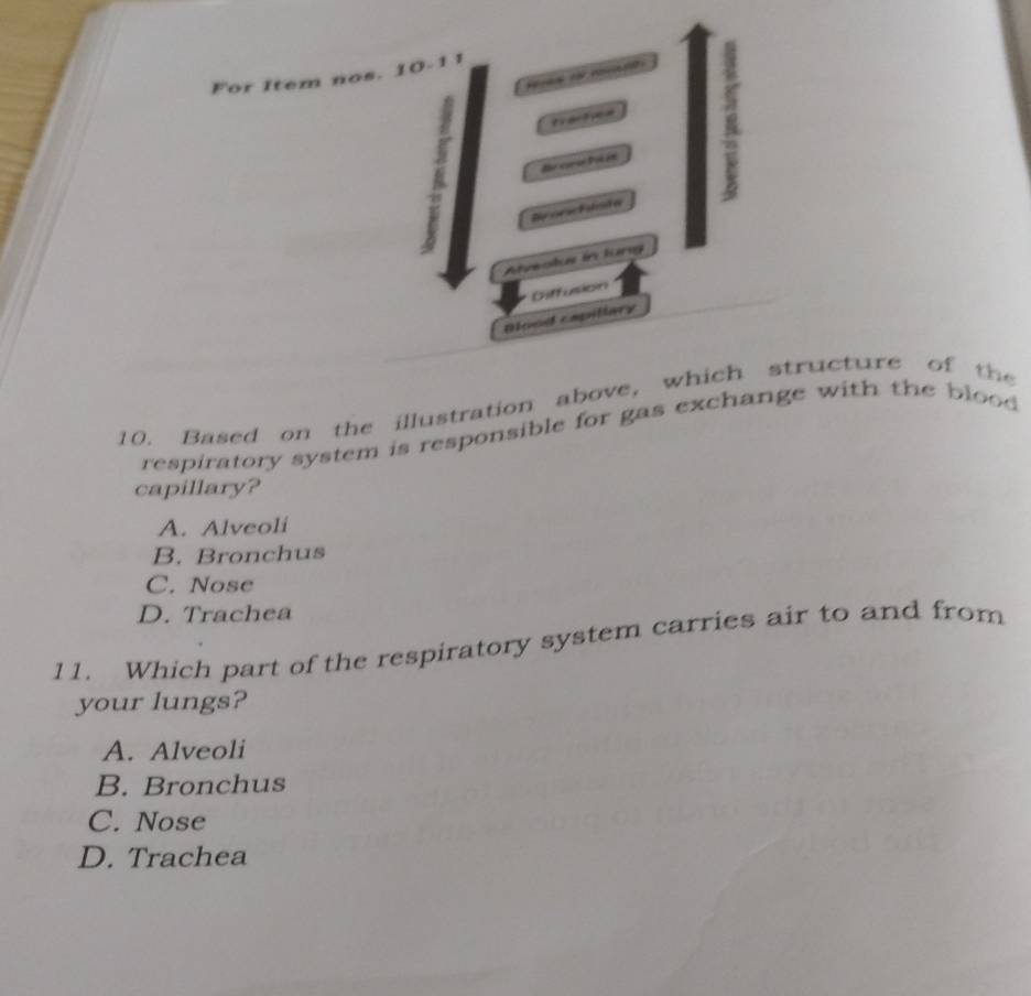 For Item nos. 10.11
? æ 
2
die corsé Poc an
Brorschtste
Ateolus in lung
Ciffusion
Bood capillary
10. Based on the illustration above, which structure of the
respiratory system is responsible for gas exchange with the blood 
capillary?
A. Alveoli
B. Bronchus
C. Nose
D. Trachea
11. Which part of the respiratory system carries air to and from
your lungs?
A. Alveoli
B. Bronchus
C. Nose
D. Trachea