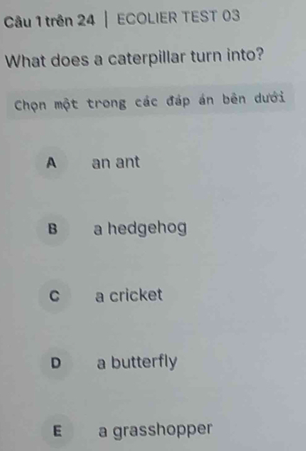 trên 24 | ECOLIER TEST 03
What does a caterpillar turn into?
Chọn một trong các đáp án bên dưới
A an ant
B a hedgehog
c a cricket
D a butterfly
E a grasshopper