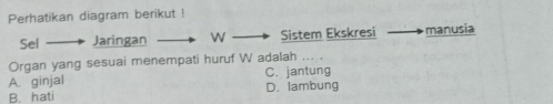 Perhatikan diagram berikut !
Sel Jaringan W Sistem Ekskresi manusia
Organ yang sesuai menempati huruf W adalah ... .
A. ginjal C. jantung
B. hati D. lambung