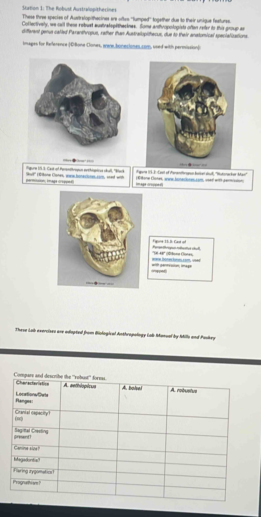 Station 1: The Robust Australopithecines
These three species of Australopithecines are often ''lumped'' together due to their unique features.
Collectively, we call these robust australopithecines. Some anthropologists often refer to this group as
different genus called Paranthropus, rather than Australopithecus, due to their anatomical specializations.
Images for Reference (©Bone Clones, www.boneciones.com, used with permission):
 
Figure 15.1: Cast of Paronthropus dethiopicus skull, ''Black  Figure 15.2: Cast of Paranthropus boisel skull, 'Nutcracker Man'
Skull' (DBone Clones, www.boneclones.com, used with (©Bone Clanes, www.boneciones cam, used with permission;
permission; image cropped) image cropped)
Figure 15.3: Cast of
Paranthropus robustus skull,
''SK-48'' (¡DBone Clones,
www boneciones com, used
with permission; image
cropped)
These Lab exercises are adapted from Biological Anthropology Lab Manual by Mills and Paskey
Compare