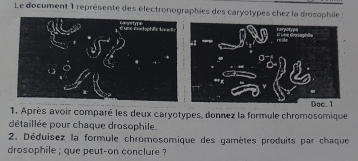 Le document 1 représente des électronographies des caryotypes chez la drosophile : 
E = =e Grsphl= 
-1 
Doc. 1 
1. Après avoir comparé les deux caryotypes, donnez la formule chromosomique 
détaillée pour chaque drosophile. 
2. Déduisez la formule chromosomique des gamètes produits par chaque 
drosophile ; que peut-on conclure ?