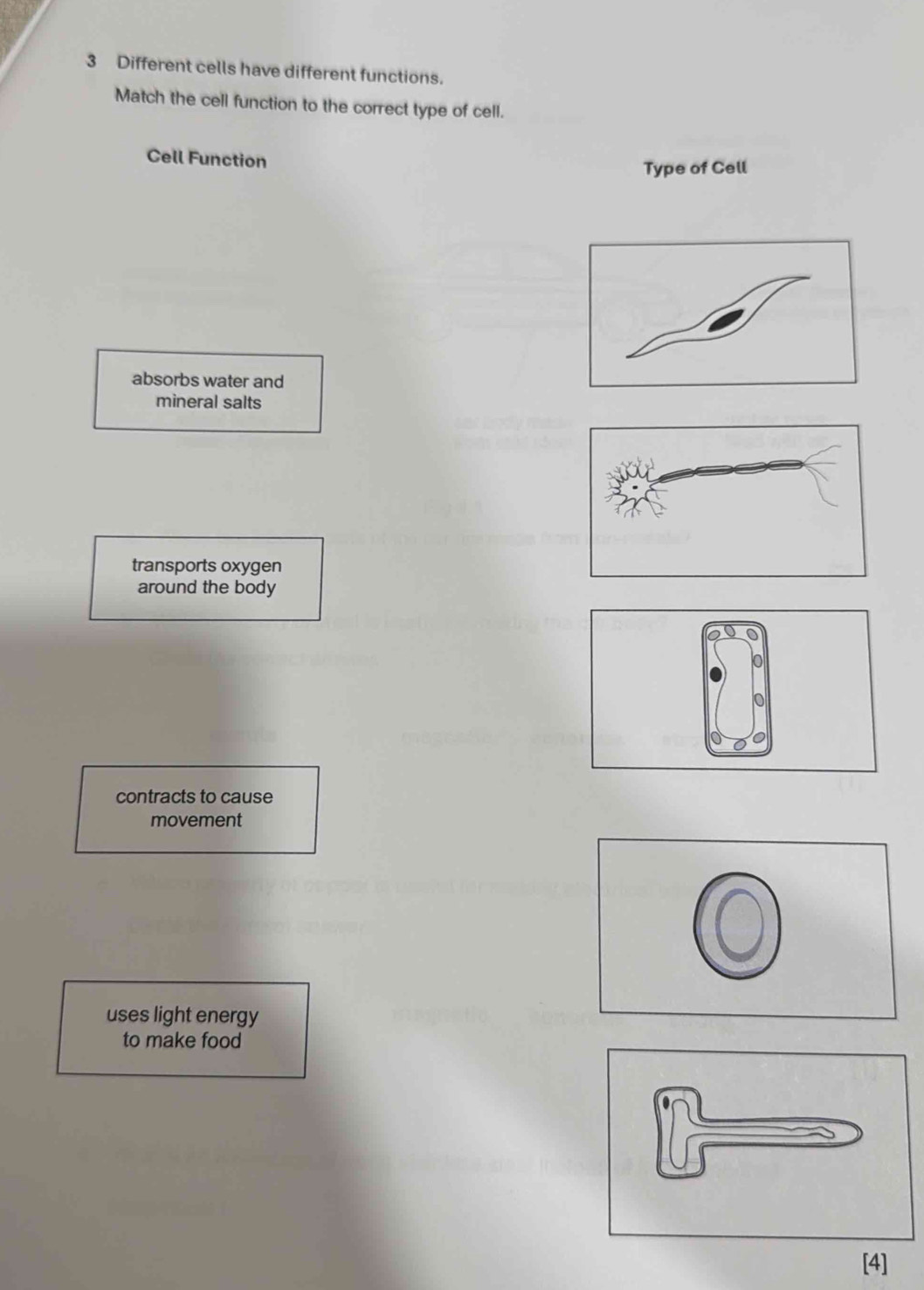 Different cells have different functions.
Match the cell function to the correct type of cell.
Cell Function
Type of Cell
absorbs water and
mineral salts
transports oxygen
around the body
contracts to cause
movement
uses light energy
to make food
[4]