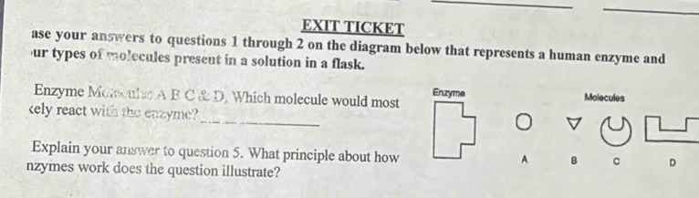 EXIT TICKET 
ase your answers to questions 1 through 2 on the diagram below that represents a human enzyme and 
ur types of molecules preseut in a solution in a flask. 
Enzyme Molecules 
Enzyme Morsculss A B C & D. Which molecule would most 
_ 
kely react with the enzyme? 
Explain your answer to question 5. What principle about how 
A B C D 
nzymes work does the question illustrate?