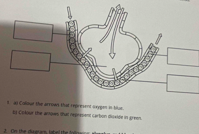 Colour the arrows that represent oxygen in blue. 
b) Colour the arrows that represent carbon dioxide in green. 
2. On the diagram, label the following