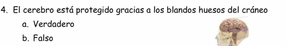 El cerebro está protegido gracias a los blandos huesos del cráneo
a. Verdadero
b. Falso