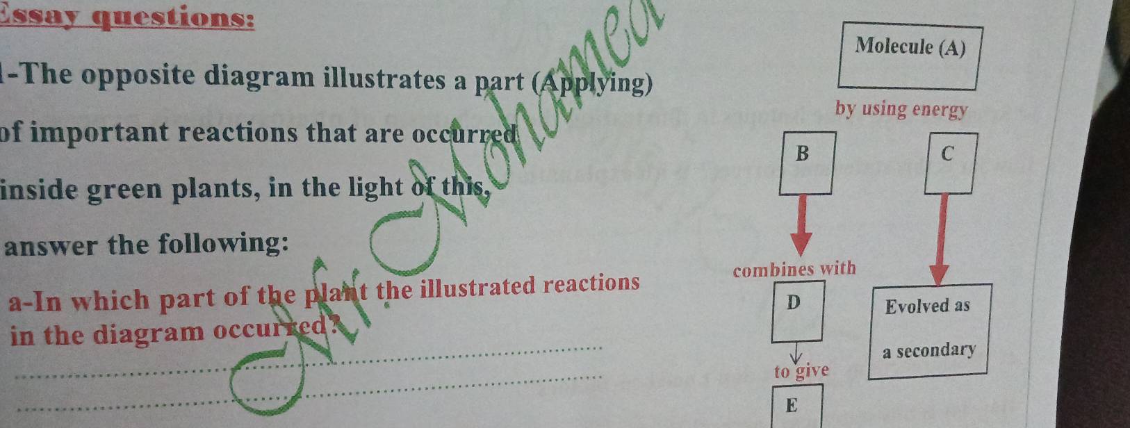 Essay questions: 
1-The opposite diagram illustrates a part (Applying) 
of important reactions that are occurred . 
inside green plants, in the light of this, 
answer the following: 
a-In which part of the plant the illustrated reactions 
_ 
in the diagram occurred. 
_