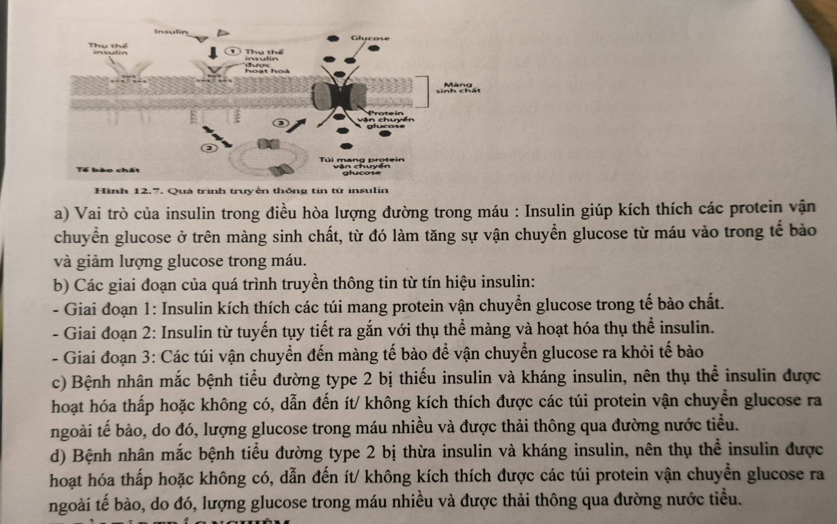 Hình 12.7. Quá trình trưyển thông tín tử insulin
a) Vai trò của insulin trong điều hòa lượng đường trong máu : Insulin giúp kích thích các protein vận
chuyển glucose ở trên màng sinh chất, từ đó làm tăng sự vận chuyển glucose từ máu vào trong tế bảo
và giảm lượng glucose trong máu.
b) Các giai đoạn của quá trình truyền thông tin từ tín hiệu insulin:
- Giai đoạn 1: Insulin kích thích các túi mang protein vận chuyển glucose trong tế bào chất.
- Giai đoạn 2: Insulin từ tuyến tụy tiết ra gắn với thụ thể màng và hoạt hóa thụ thể insulin.
- Giai đoạn 3: Các túi vận chuyển đến màng tế bào để vận chuyển glucose ra khỏi tế bào
c) Bệnh nhân mắc bệnh tiểu đường type 2 bị thiếu insulin và kháng insulin, nên thụ thể insulin được
hoạt hóa thấp hoặc không có, dẫn đến ít/ không kích thích được các túi protein vận chuyển glucose ra
ngoài tế bào, do đó, lượng glucose trong máu nhiều và được thải thông qua đường nước tiểu.
d) Bệnh nhân mắc bệnh tiểu đường type 2 bị thừa insulin và kháng insulin, nên thụ thể insulin được
hoạt hóa thấp hoặc không có, dẫn đến ít/ không kích thích được các túi protein vận chuyển glucose ra
ngoài tế bào, do đó, lượng glucose trong máu nhiều và được thải thông qua đường nước tiểu.