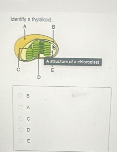 Identify a thylakoid.
B
A
C
D
E