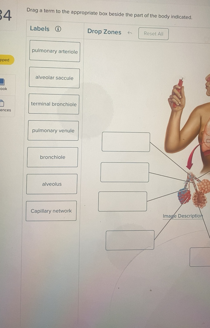 Solved: Drag a term to the appropriate box beside the part of the body ...