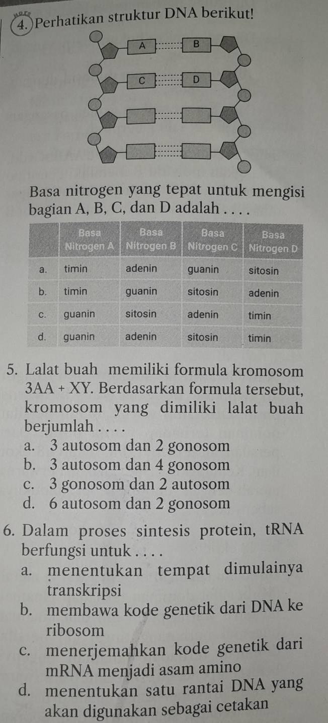 )Perhatikan struktur DNA berikut!
Basa nitrogen yang tepat untuk mengisi
bagian A, B, C, dan D adalah . . . .
5. Lalat buah memiliki formula kromosom
3AA+XY. Berdasarkan formula tersebut,
kromosom yang dimiliki lalat buah 
berjumlah . . . .
a. 3 autosom dan 2 gonosom
b. 3 autosom dan 4 gonosom
c. 3 gonosom dan 2 autosom
d. 6 autosom dan 2 gonosom
6. Dalam proses sintesis protein, tRNA
berfungsi untuk . . . .
a. menentukan tempat dimulainya
transkripsi
b. membawa kode genetik dari DNA ke
ribosom
c. menerjemahkan kode genetik dari
mRNA menjadi asam amino
d. menentukan satu rantai DNA yang
akan digunakan sebagai cetakan