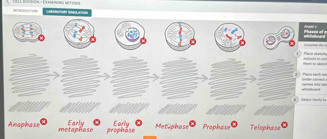 Solved: CELL DIVISION · EXAMINING MITOSIS INTRODUCTION LABORATORY ...