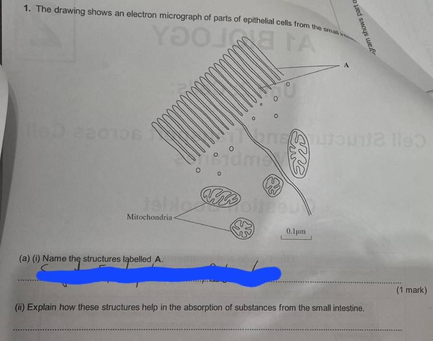 The drawing shows an electron micrograph of parts of epithelial cells fr 
(a) (i) Name the structures ląbelled A. 
_ 
_ 
(1 mark) 
(ii) Explain how these structures help in the absorption of substances from the small intestine. 
_