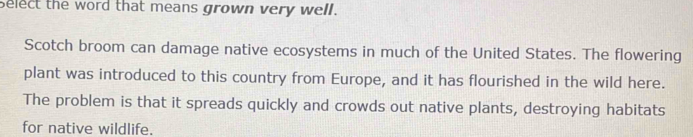 select the word that means grown very well. 
Scotch broom can damage native ecosystems in much of the United States. The flowering 
plant was introduced to this country from Europe, and it has flourished in the wild here. 
The problem is that it spreads quickly and crowds out native plants, destroying habitats 
for native wildlife.