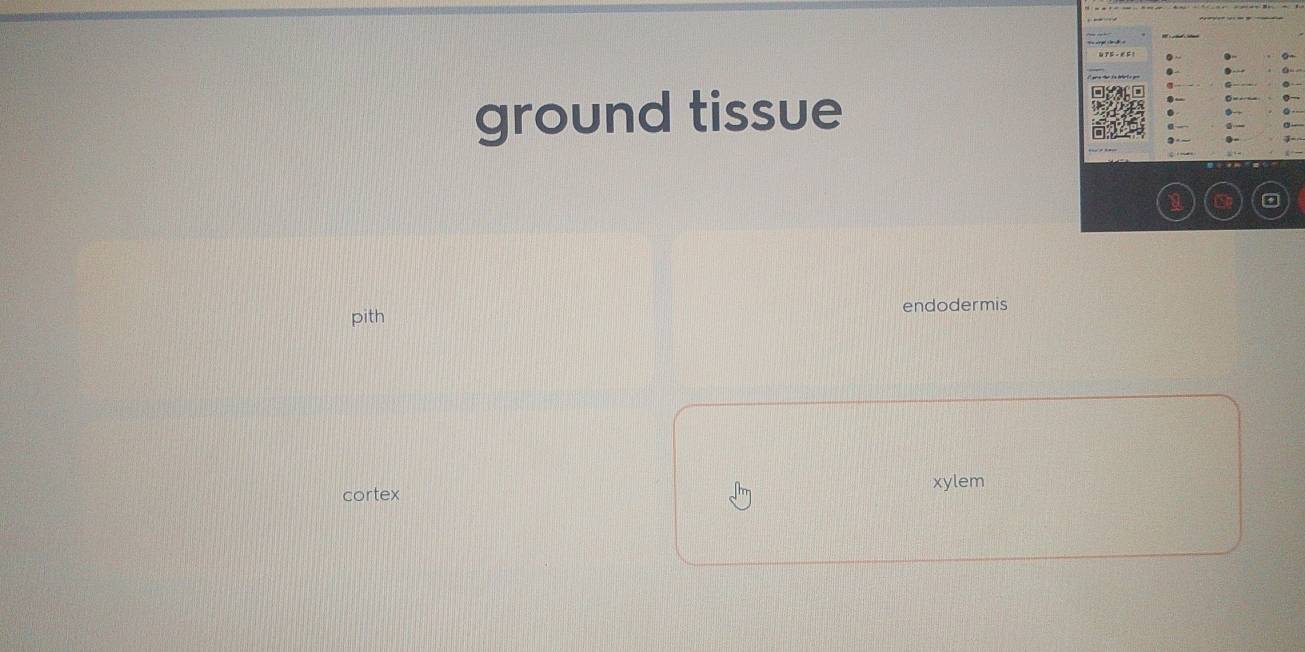 ground tissue
a *
pith endodermis
cortex xylem