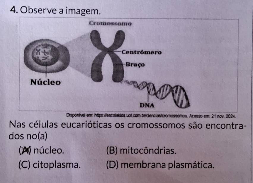 Observe a imagem.
Disponível em: https://escolakids.uol.com.briciencias/cromossomos. Acesso em: 21 nov. 2024.
Nas células eucarióticas os cromossomos são encontra-
dos no(a)
(A) núcleo. (B) mitocôndrias.
(C) citoplasma. (D) membrana plasmática.