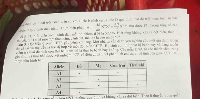 định cánh dài trội hoàn toàn so với allele b cánh cụt; allele D quy định mắt đỏ trội hoàn toàn so với 
allele d quy định mắt trắng. Thực hiện phép lai P:  AB/ab X^pX^4*  AB/ab X^pY thu được F1. Trong tổng số các 
ruồi ở F1, ruồi thân xám, cánh dài, mắt đỏ chiếm tỉ lệ là 52, 5%. Biết rằng không xảy ra đột biển, theo lí 
thuyết, ở F1 tỉ lệ ruồi đực thân xám, cánh cụt, mắt đỏ là bao nhiêu %? 
Cầu 3: Đột biển ở gene CFTR gây bệnh xơ nang. Một nhà tư vấn di truyền nghiên cứu một gia đình, trong 
đó cả bố và mẹ đều là thể dị hợp về một đột biển CFTR. Họ sinh con thứ nhất bị bệnh này và đang muôn 
kiểm tra thai đề sinh con thứ hai xem đó là thai bị bệnh hay không. Các mẫu DNA từ các thành viên trong 
gia đình và thai nhi được xét nghiệm PCR và điện di trên gel phân tích chỉ thị vi vệ tinh của gene CFTR thu 
được như hình b 
trầm trên NST thường quy đhuyết, trong quần