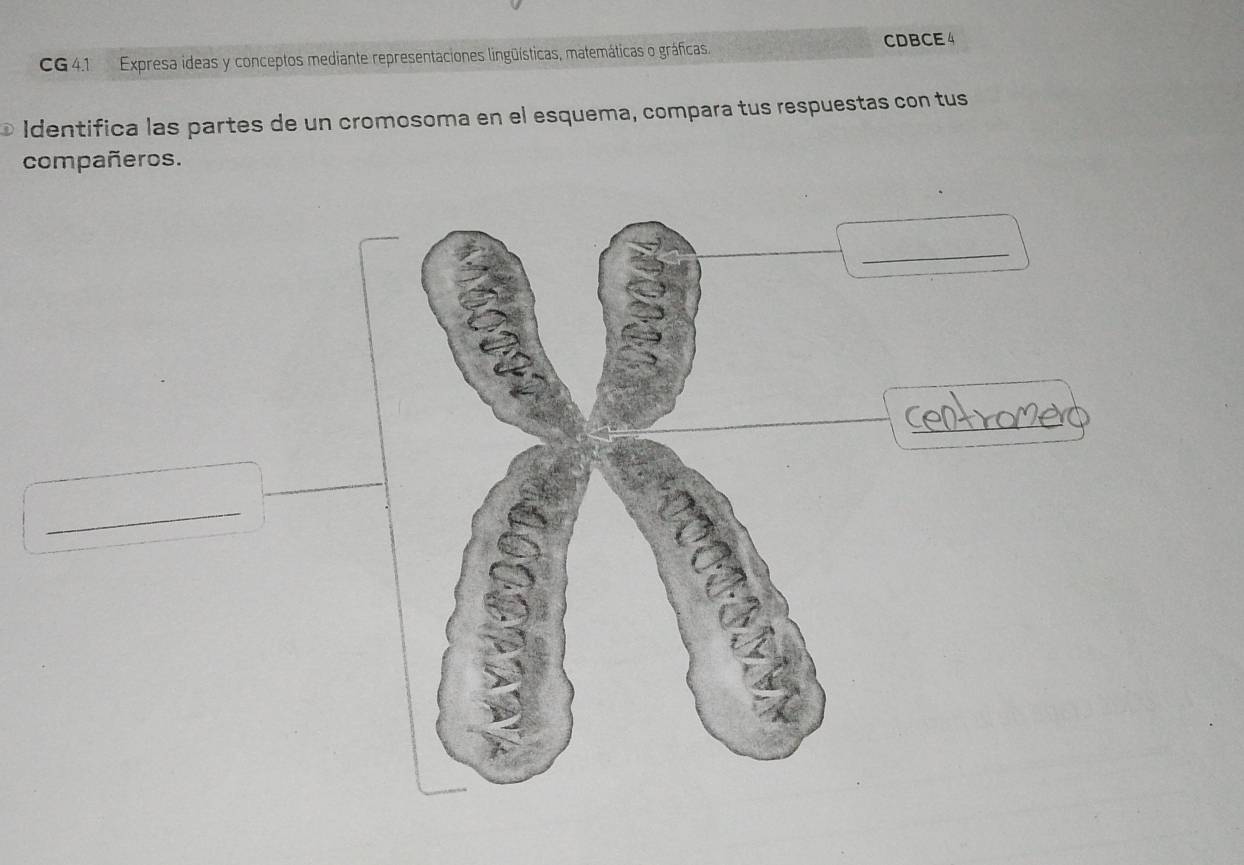 CDBCE 4 
CG 4.1 Expresa ideas y conceptos mediante representaciones lingüísticas, matemáticas o gráficas. 
Identifica las partes de un cromosoma en el esquema, compara tus respuestas con tus 
compañeros. 
_