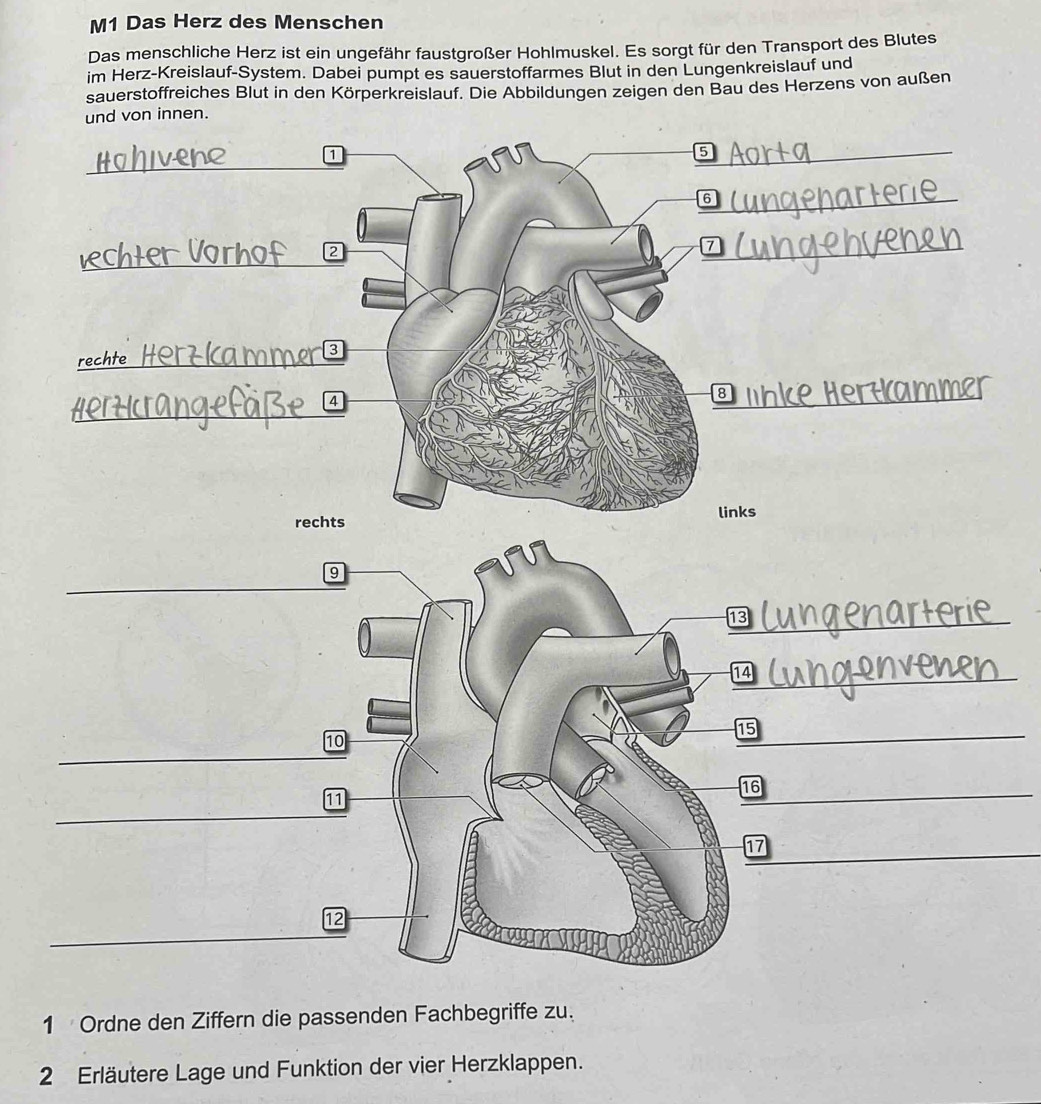 M1 Das Herz des Menschen 
Das menschliche Herz ist ein ungefähr faustgroßer Hohlmuskel. Es sorgt für den Transport des Blutes 
im Herz-Kreislauf-System. Dabei pumpt es sauerstoffarmes Blut in den Lungenkreislauf und 
sauerstoffreiches Blut in den Körperkreislauf. Die Abbildungen zeigen den Bau des Herzens von außen 
_ 
1 Ordne den Ziffern die passenden Fachbegriffe zu. 
2 Erläutere Lage und Funktion der vier Herzklappen.