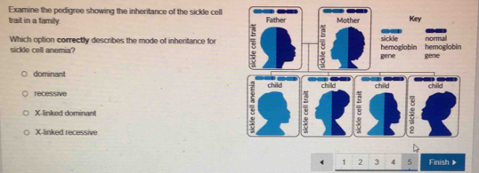 Examine the pedigree showing the inheritance of the sickle cell 
trait in a family. 
Which option correctly describes the mode of inheritance for
sickle cell anemia?
dominant
recessive
X -linked dominant
X -linked recessive
1 2 3 4 5 Finish