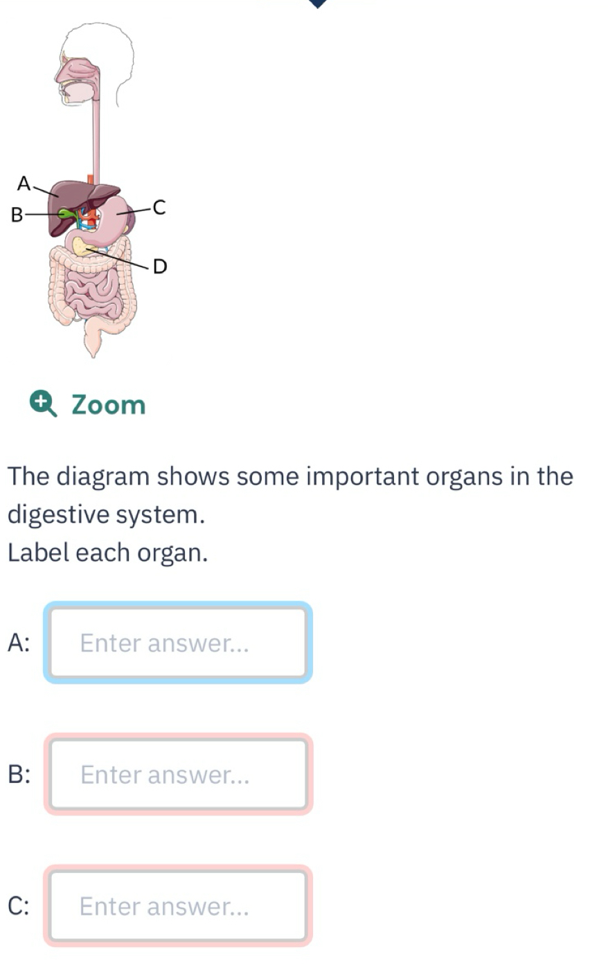 Solved: A B + Zoom The diagram shows some important organs in the ...