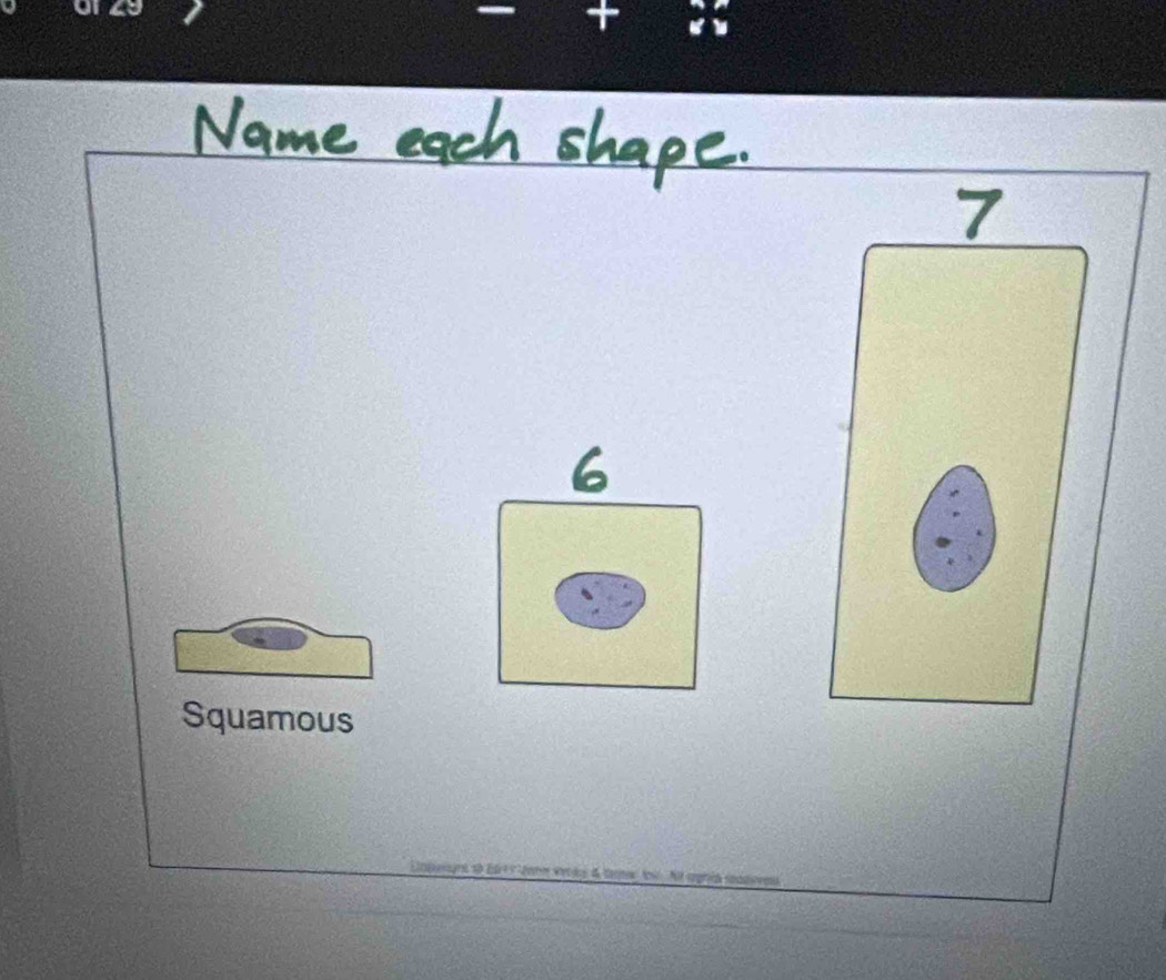 7
Squamous