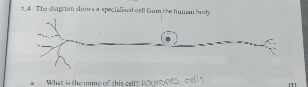 1.4 The diagram shows a specialised cell from the human body. 
a What is the name of this cell? [1]