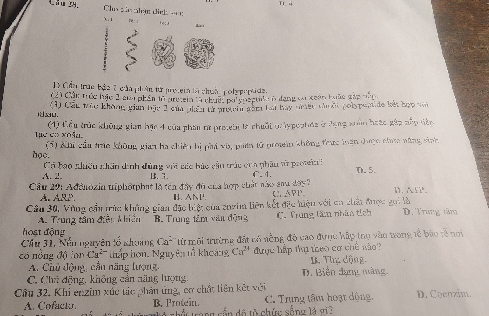 D. 4.
Câu 28.  Cho các nhận định sau:
Bậc 1 Bặc 2 Bậc 3
Bậc 4
1) Cấu trúc bậc 1 của phân tử protein là chuỗi polypeptide.
(2) Cấu trúc bậc 2 của phân tử protein là chuỗi polypeptide ở dạng co xoắn hoặc gấp nếp.
(3) Cấu trúc không gian bậc 3 của phân tử protein gồm hai hay nhiều chuỗi polypeptide kết hợp với
nhau.
(4) Cấu trúc không gian bậc 4 của phân tử protein là chuỗi polypeptide ở dạng xoắn hoặc gấp nếp tiếp
tục co xoắn.
(5) Khi cấu trúc không gian ba chiều bị phá vỡ, phân tử protein không thực hiện được chức năng sinh
học.
Có bao nhiêu nhận định đúng với các bậc cấu trúc của phân tử protein?
A. 2. B. 3. C. 4.
D. 5.
Câu 29: Ađênôzin triphôtphat là tên đây đủ của hợp chất nào sau đây?
A. ARP. B. ANP. C. APP.
D. ATP.
Câu 30. Vùng cấu trúc không gian đặc biệt của enzim liên kết đặc hiệu với cơ chất được gọi là
A. Trung tâm điều khiển B. Trung tâm vận động C. Trung tâm phân tích D. Trung tâm
hoạt động
Câu 31. Nếu nguyên tố khoáng Ca^(2+) từ môi trường đất có nồng độ cao được hấp thụ vào trong tế bào rễ nơi
có nồng độ ion Ca^(2+) thấp hơn. Nguyên tố khoáng Ca^(2+) được hấp thụ theo cơ chế nào?
B. Thụ động.
A. Chủ động, cần năng lượng.
D. Biến dạng màng.
C. Chủ động, không cần năng lượng.
Câu 32. Khi enzim xúc tác phản ứng, cơ chất liên kết với
A. Cofacto. B. Protein. C. Trung tâm hoạt động.
D. Coenzim.
ết trong sấp đô tổ chức sống là gì?