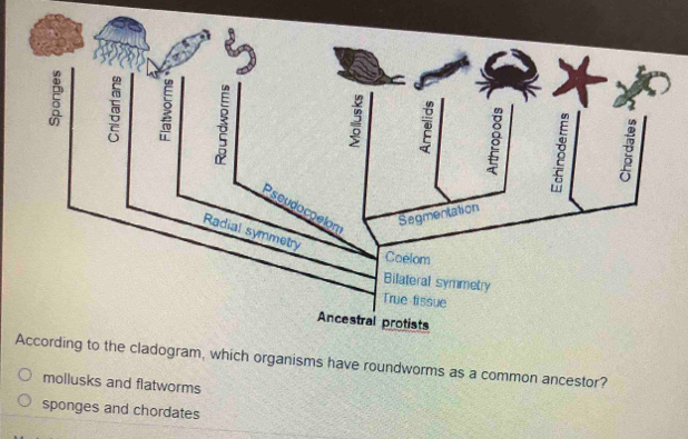 ganisms have roundworms as a common ancestor?
mollusks and flatworms
sponges and chordates