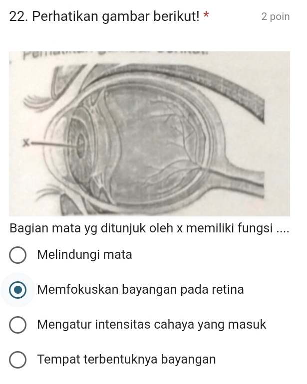 Perhatikan gambar berikut! * 2 poin
Bagian mata yg ditunjuk oleh x memiliki fungsi ....
Melindungi mata
Memfokuskan bayangan pada retina
Mengatur intensitas cahaya yang masuk
Tempat terbentuknya bayangan